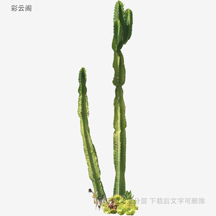 直立仙人掌特写