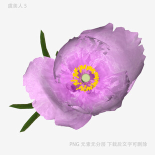 紫色芍药花特写