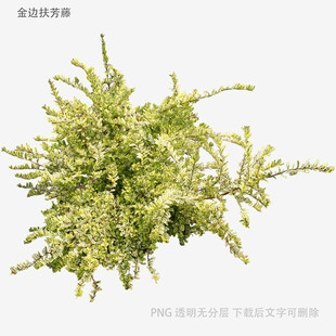 翠绿丛生植物特写