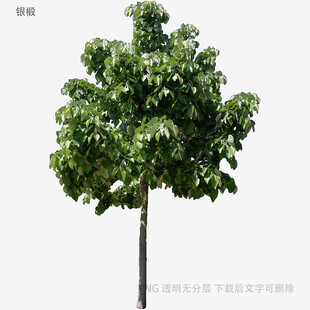 单棵绿树植物素材图