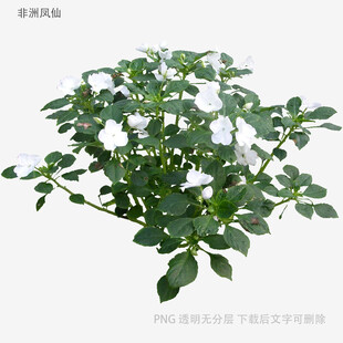 绿色繁茂植物3D模型