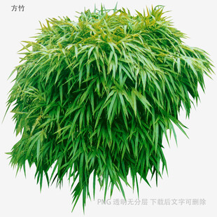 翠绿竹叶丛生植物