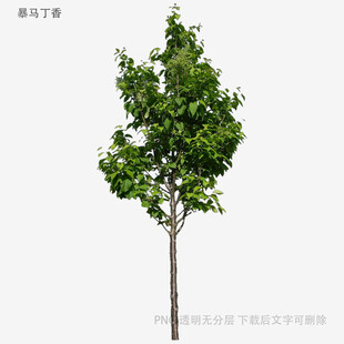 单棵绿树植物素材图