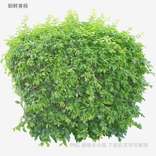 植物