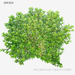茂盛绿植