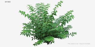 翠绿繁茂植物3D模型