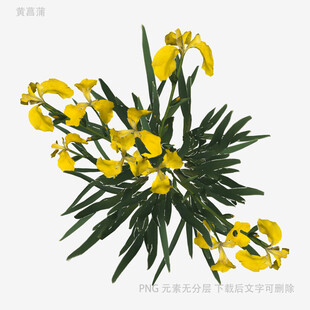 黄色鸢尾花植物特写