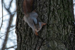 树上的松鼠