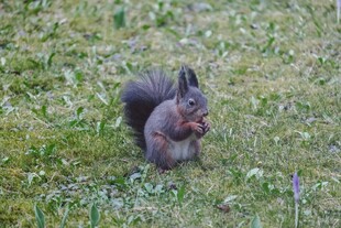 草地上进食的可爱松鼠