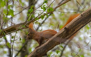 树枝上的美丽红松鼠