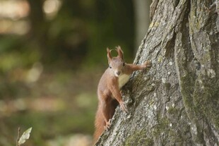 树干上的可爱小松鼠
