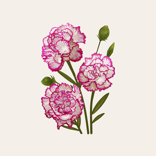 粉色康乃馨插画