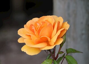 橙黄娇艳月季花