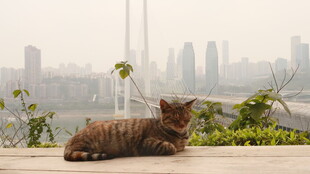 城市边休憩的猫咪