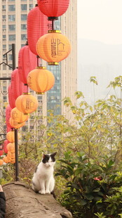 猫咪旁的中式灯笼与高楼