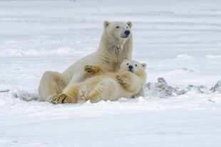 北极熊母子雪地亲昵互动