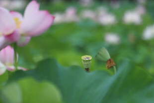 荷花