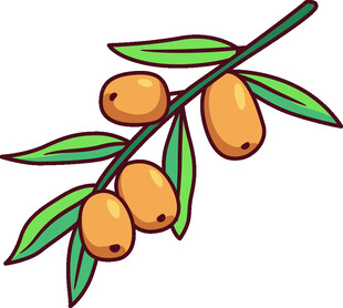 枝头沙棘果