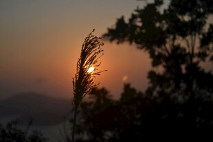 夕阳下的树梢剪影