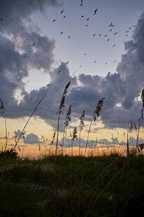 日暮飞鸟过草地
