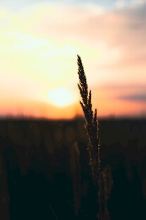 夕阳下的孤株麦穗