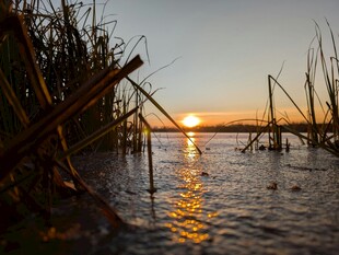 夕阳下的水边芦苇景观
