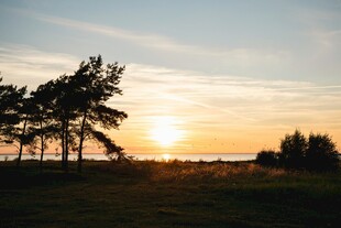 日落时分的静谧树林