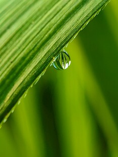 绿叶上的晶莹水珠