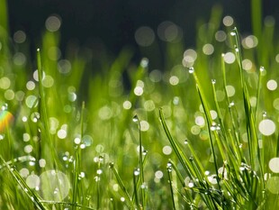 晨露中的嫩绿青草