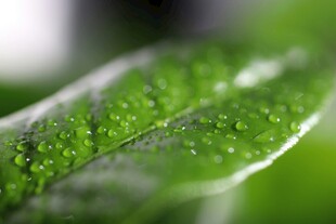 绿叶上的晶莹水珠