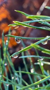 草尖上的晶莹露珠