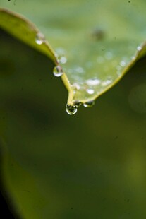 绿叶上晶莹的水珠