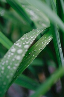 带露珠的翠绿叶片