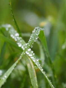 草尖上的晶莹露珠