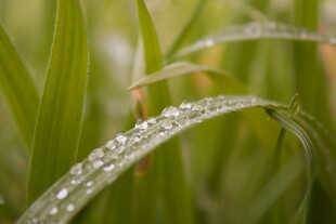 草叶上的晶莹露珠