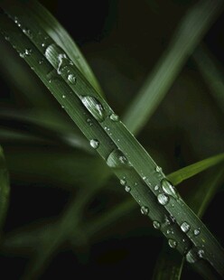 叶片上晶莹的水珠