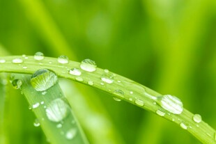 绿叶上晶莹的水珠