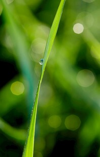 草尖上的晶莹露珠