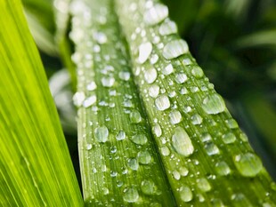 绿叶上晶莹的露珠