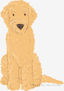 可爱金毛犬插画