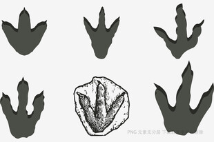 恐龙爪印与化石图案