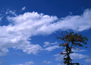 蓝天之下的孤树