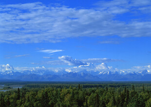蓝天森林与远处雪山美景