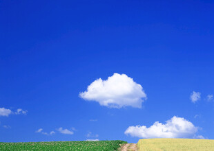 蓝天白云下的多彩田野