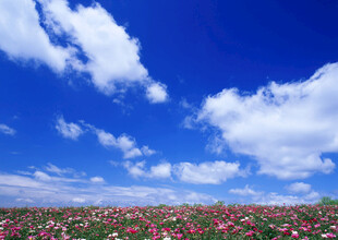 蓝天花海美景