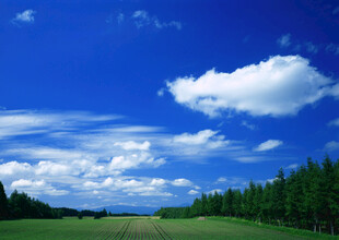 蓝天白云下的绿野森林