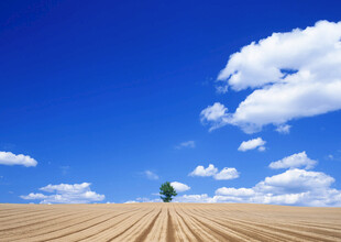 田野孤树蓝天之下的静谧