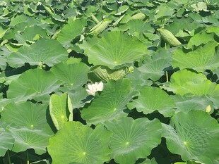 夏日荷塘荷叶与白花