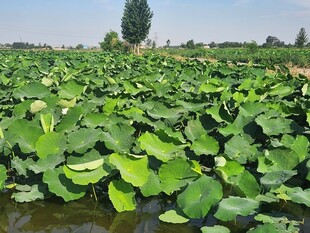 夏日荷塘绿意浓