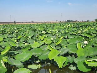 夏日荷塘绿意浓